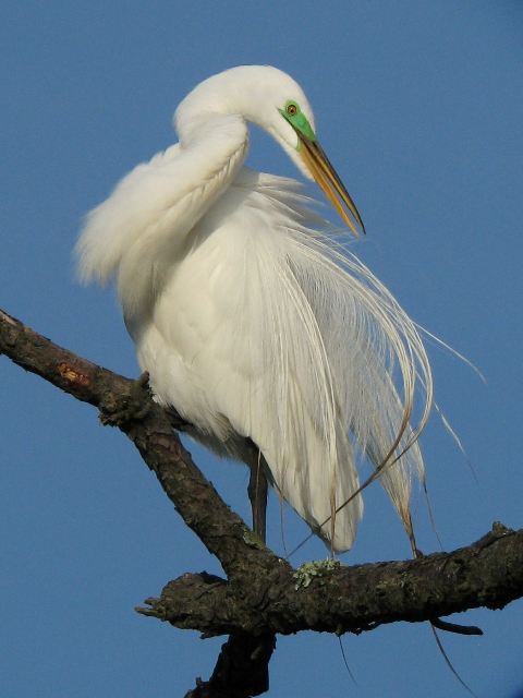 Great Egret